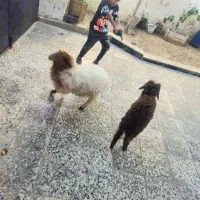 فروش دوعدد بره