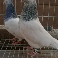 کبوتر      پاکدشت  مامازن|پرنده|پاکدشت, پاکدشت (مامازند)|دیوار