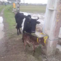 گاو وگوساله ماده چالوسی لیشه ورزا