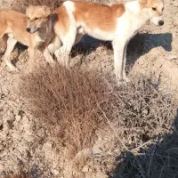 توله سگ فروشی|سگ|اسفراین, |دیوار