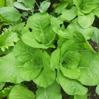 کاهو لیتل‌جم، بروکلی، گل‌کلم، کاهو چینی و پیچ