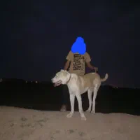 سگ توله البای ۱۱ ماهه|سگ|گرگان, |دیوار