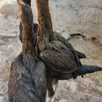 جوجه لاری افغان اصل