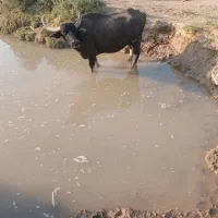 جاده گنبوعه روستایی ملیحه|حیوانات مزرعه|حمیدیه, |دیوار