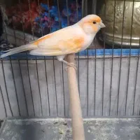 قناری نر موزائیکی