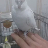 یک جفت عروس هلندی البینو مولد روی تخم