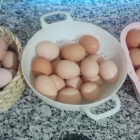 تخم مرغ محلی هم برای خوراکی هم نطفه دار