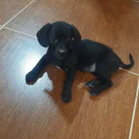 واگذاری توله سگ داشهوند سوسیسی