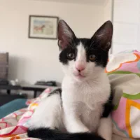 واگذار گربه حمایتی