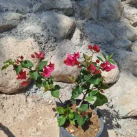 تولید وفروش خرده وعمده انواع گل حیاطی