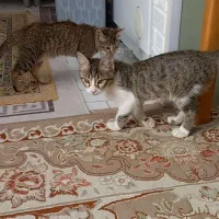 واگذاری دو بچه گربه خانگی دی اس اج|گربه|سنندج, |دیوار