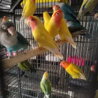 انواع طوطی عروس هلندی مرغ عشق فنچ قناری|پرنده|تهران, دردشت|دیوار
