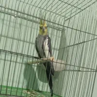 عروس هلندی نر بالغ|پرنده|کازرون, |دیوار