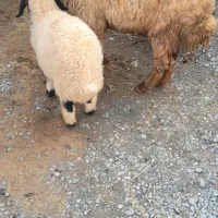 میش وبره|حیوانات مزرعه|کرمانشاه, |دیوار