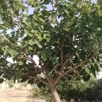 باغ لک لک