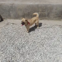 توله سگ پاکوتاه