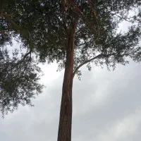 بریدن انواع چوب و خرید آن