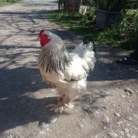 خروس امپراطور بزرگ و مرغ امپراطور