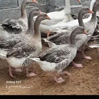 غاز محلی|حیوانات مزرعه|قائم‌شهر, |دیوار