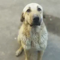 سگ گمشده|سگ|اردبیل, |دیوار