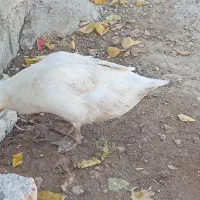 مرغ خروس غاز اردک