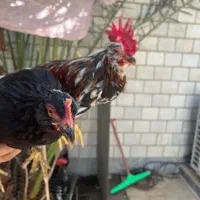 یه خوروس خارجی