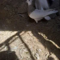 ماده درشت و زیبا واشر ی|پرنده|کنگاور, |دیوار