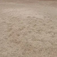 کاه لوبیا