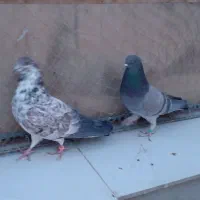 یک جفت کفتر بعداز ظهری|پرنده|تهران, هلال احمر|دیوار