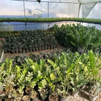 گل زیر قیمت|گل و گیاه طبیعی|بابل, |دیوار