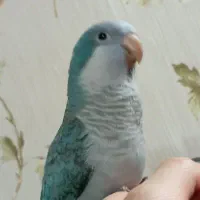 طوطی راهب|پرنده|مشهد, کارگران|دیوار