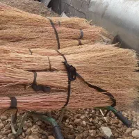 ۱۰۰ دسته جارو هست|لوازم نظافت|شیروان (لرستان), |دیوار