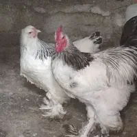 مرغ و خروس برهما..غول پیکر|حیوانات مزرعه|رشت, رشتیان|دیوار