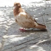 جوجه سینه ای کاکلی یا کله دمبی|پرنده|اصفهان, ارغوانیه|دیوار