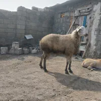قوچ فومن اصل