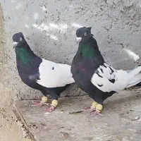 بهبهانی و پلاکی