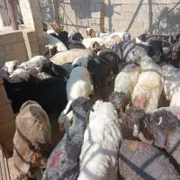 ده راس بره نر پلوار|حیوانات مزرعه|دهدشت, |دیوار