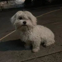 سگ پاکوتاه|سگ|خوی, |دیوار