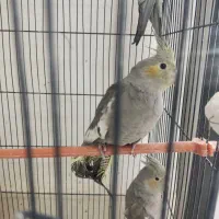 عروس هلندی|پرنده|باخزر, |دیوار