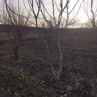 درخت گردو|خدمات باغبانی و درختکاری|مشگین شهر, |دیوار