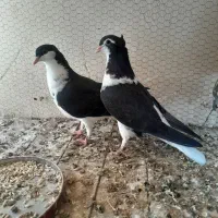 طاقی زرد وسیاه کاکلی