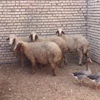 گوسفند
