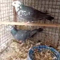 تعدادی کبوتر