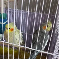 عروس هلندی باقفس