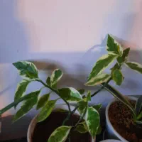 گل وگیاه شاداب|گل و گیاه طبیعی|خوی, |دیوار