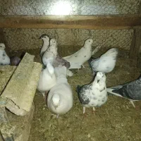 فروش|پرنده|اصفهان, محمودآباد|دیوار