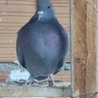 کبوتر پرشی|پرنده|گمیشان, |دیوار