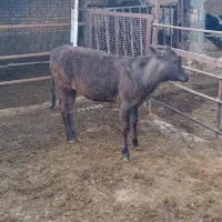 یک راس گوساله دو رگ