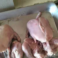 مرغ غذای سگ و گربه تلفاتی