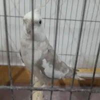 طوطی عروس جفت|پرنده|رشت, نظری|دیوار